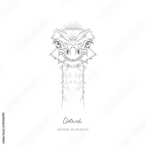 Symmetrical Vector portrait illustration of ostrich bird. Hand drawn ink realistic sketching isolated on white. Perfect for agriculture farm logo branding design.