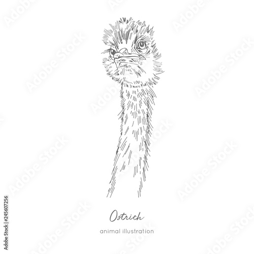 Vector portrait illustration of ostrich bird. Hand drawn ink realistic sketching isolated on white. Perfect for agriculture farm logo branding design.