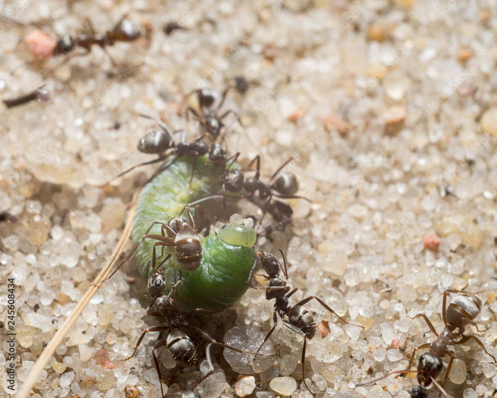 Green caterpillar and ants on the sand