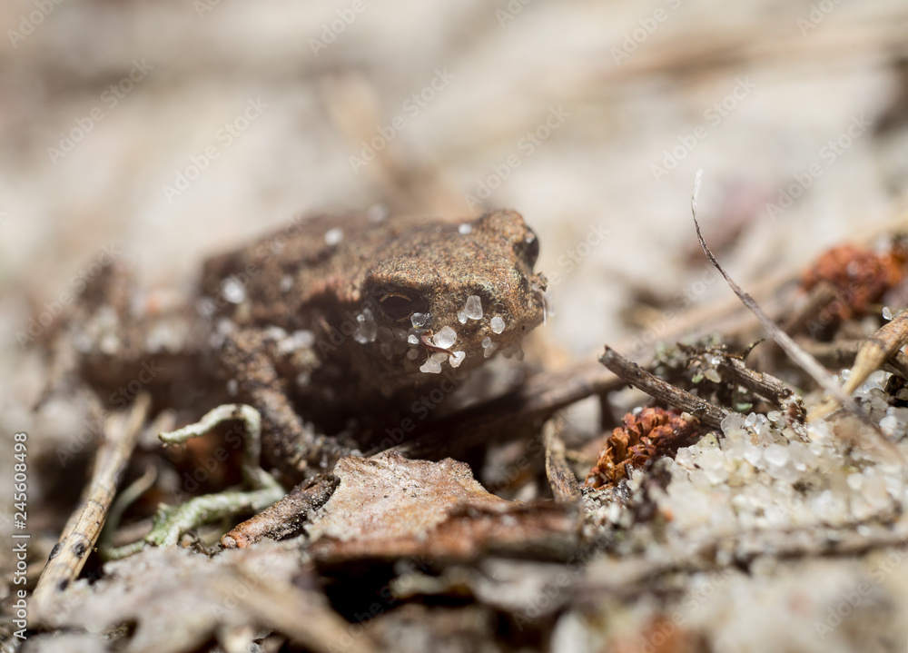 Frog on the sand covered with spruce needles Frog on the sand covered with spruce needles