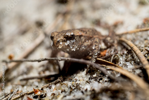 Frog on the sand covered with spruce needles