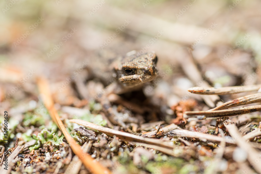 Frog on the sand covered with spruce needles Frog on the sand covered with spruce needles