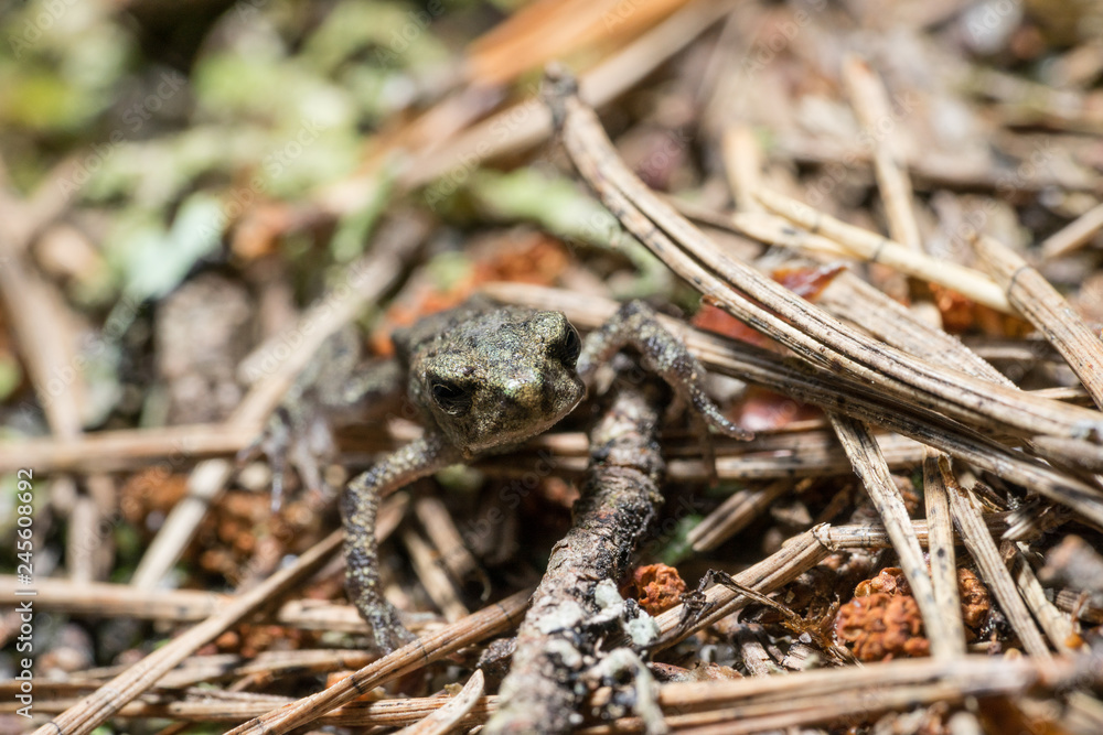 Frog on the sand covered with spruce needles Frog on the sand covered with spruce needles