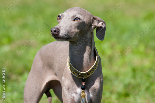 Portrait of nice Italian Greyhound