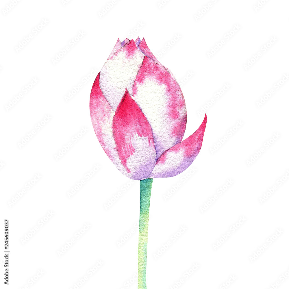 Fototapeta premium small pink blossom of lotus watercolor drawing