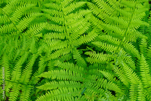 fern leaves top view close - up background
