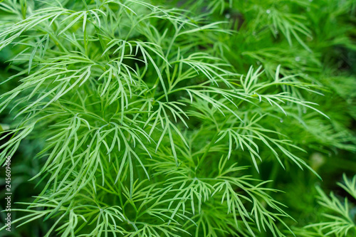 fresh green dill close-up background