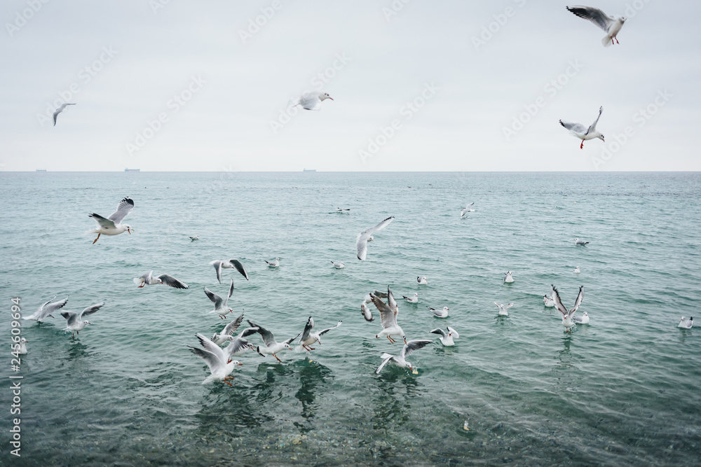 Flock of seagulls feeds on the sea