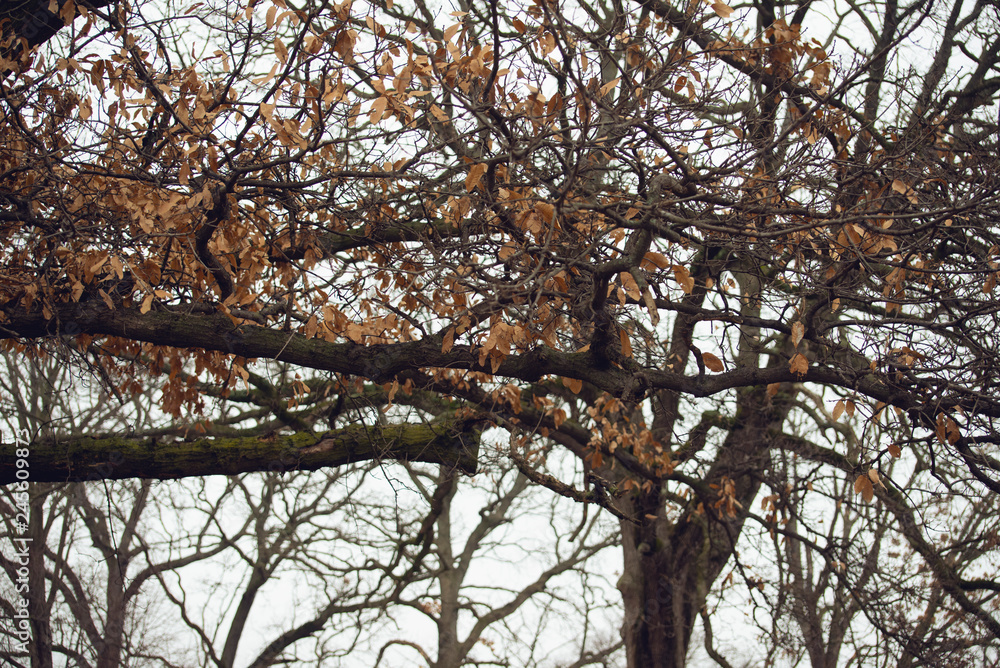 large oak tree in autumn