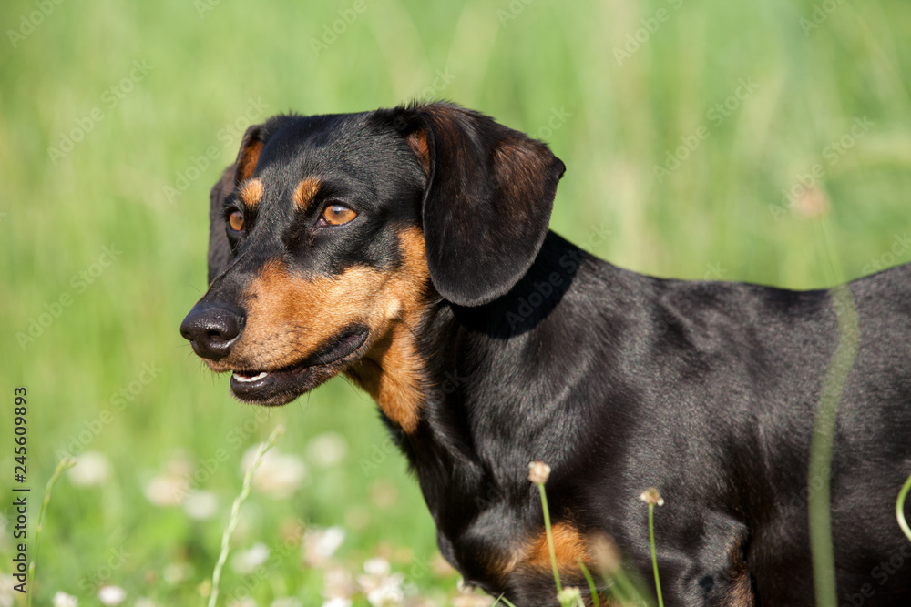 Portrait of black and tan dachshund dog Portrait of black and tan dachshund dog