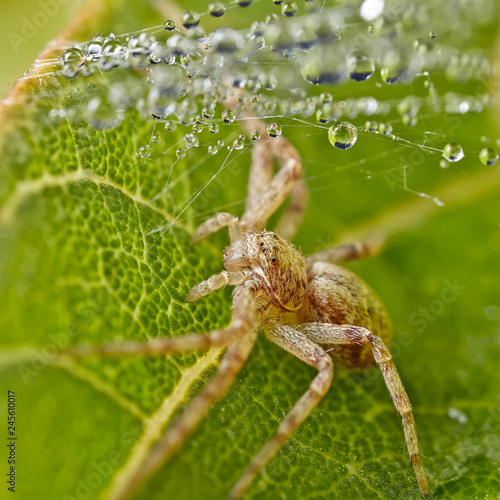 Spider Crab Spider of Flowers Thomisidae on the leaf. Spider under a dew drop. Close up macro image