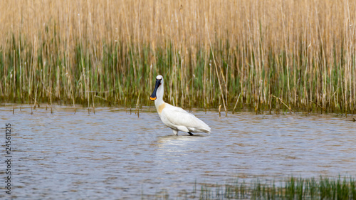 Spatule blanche - Platalea leucorodia - Eurasian Spoonbill © Florent