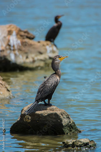 cormorant on rock in water