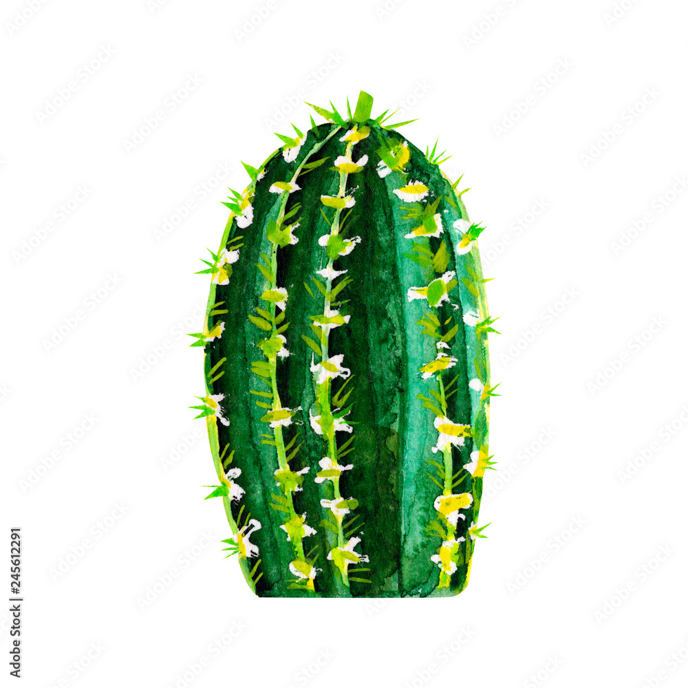 Naklejka premium Exotic green cactus. Tropic cacti. Watercolor hand drawn botanical illustration. Clipart design for stickers, postcard, invitation, cover, print, poster, pattern, decor, wrapping, fabric, stationery.