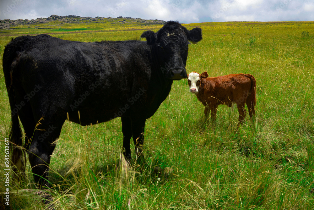 vaca 01 vaca 01