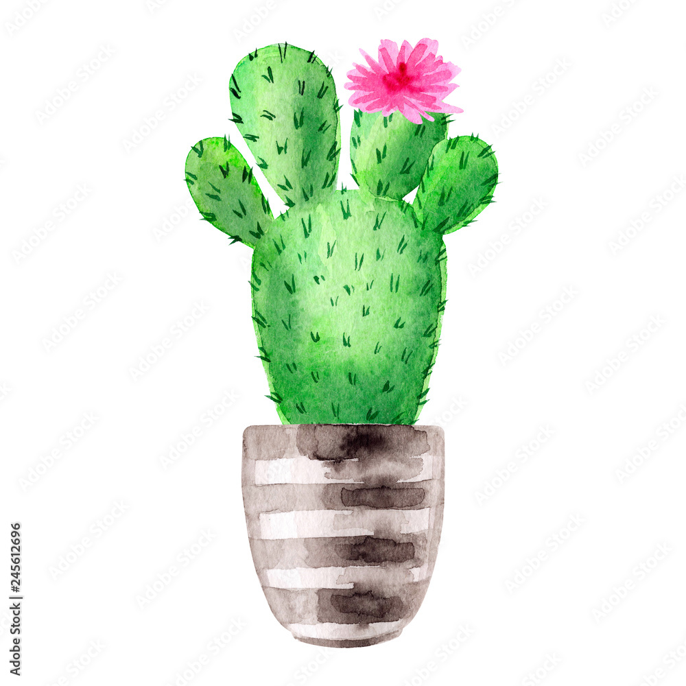 Exotic cactus with pink flowers. Flowering tropic cacti in pots. Watercolor hand drawn botanical illustration. Clipart design for stickers, postcard, invitation, cover, print, poster, pattern, decor. Exotic cactus with pink flowers. Flowering tropic cacti in pots. Watercolor hand drawn botanical illustration. Clipart design for stickers, postcard, invitation, cover, print, poster, pattern, decor.