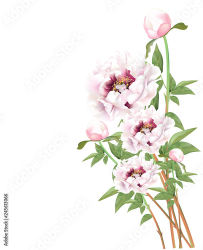 Beautiful fresh pink peonies Blossoming © jade9