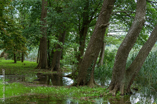 old trees European alder (Alnus glutinosa) on the shore of the lake photo