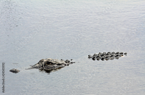 Alligator in water, Florida