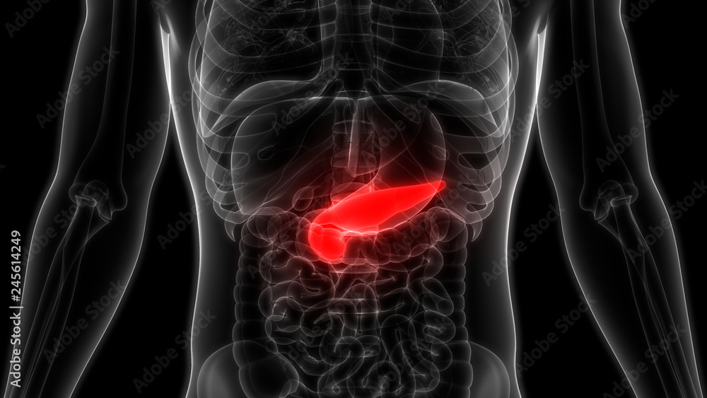 Human Pancreas Anatomy Stock Illustration Biology Diagrams
