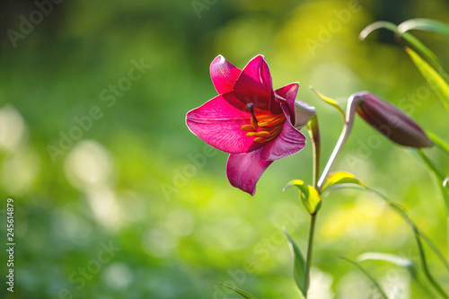 Fototapeta Naklejka Na Ścianę i Meble -  Purple Lily in the garden, close-up. One Lily flower purple. Blurred background. Copy space. Suitable for catalog. Place for text