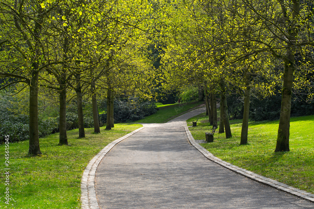 Fototapeta premium Beautiful way through the park among leafy green trees