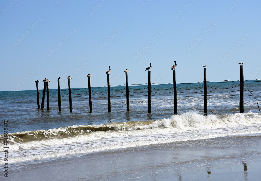 Pelicans on Fence Posts - North Carolina 