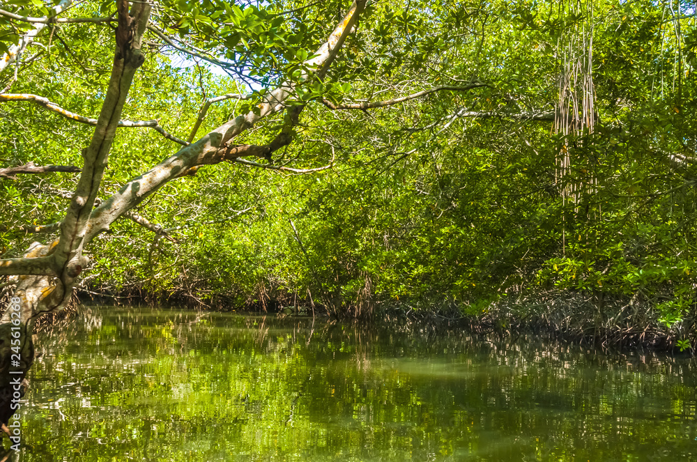 Mangrove Forest in Morrocoy National Park, Venezuela Mangrove Forest in Morrocoy National Park, Venezuela