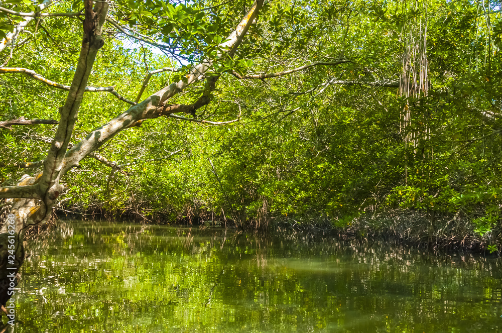 Mangrove Forest in Morrocoy National Park, Venezuela