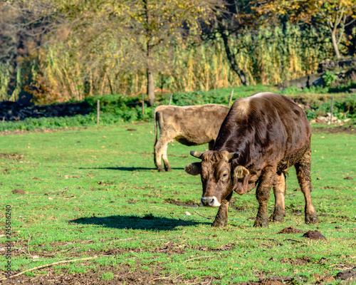 Cows grazing on a farmland.