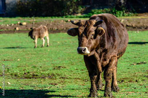 Brown cows on a farmland.