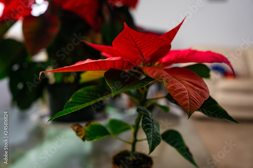 poinsettia