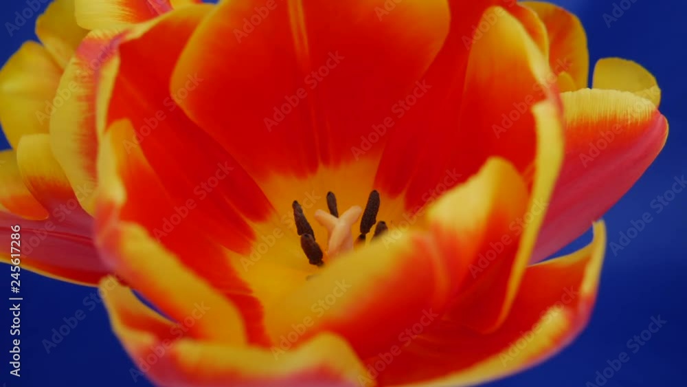 Red-yellow tulip blooming on a blue background. Video footage. Time lapse. 4k video. Red-yellow tulip blooming on a blue background. Video footage. Time lapse. 4k video.