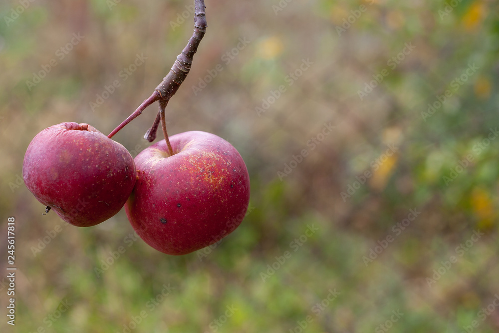 Red apple from farm in autumn Red apple from farm in autumn