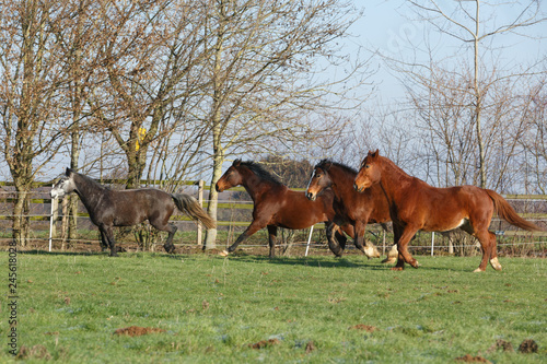 Fototapeta Naklejka Na Ścianę i Meble -  Pferdeherde im Galopp