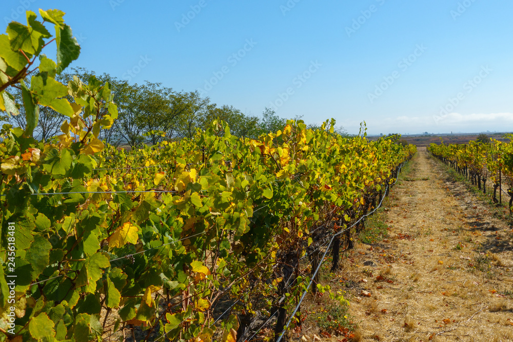 Vineyard landscape at Napa valley