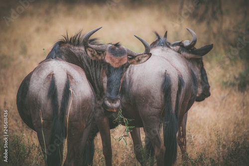 Wildebeest Stare