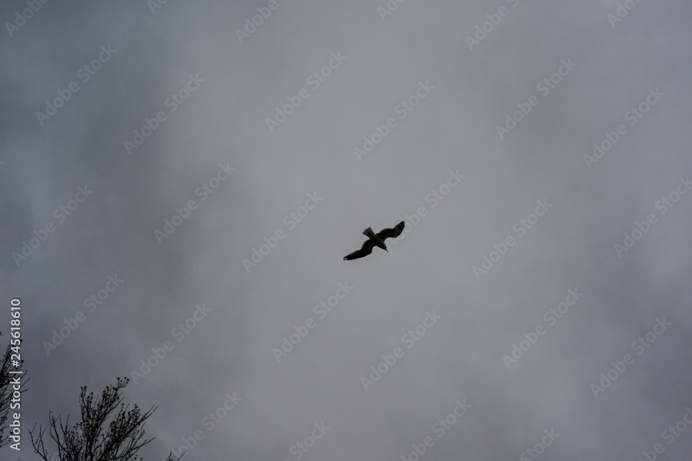 Fototapeta premium bird in the sky