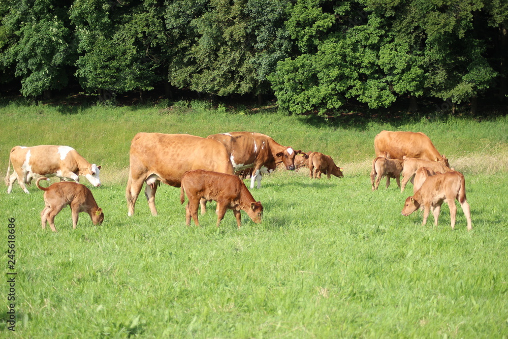 Braune Kühe auf einer Weide vor einem Wald 