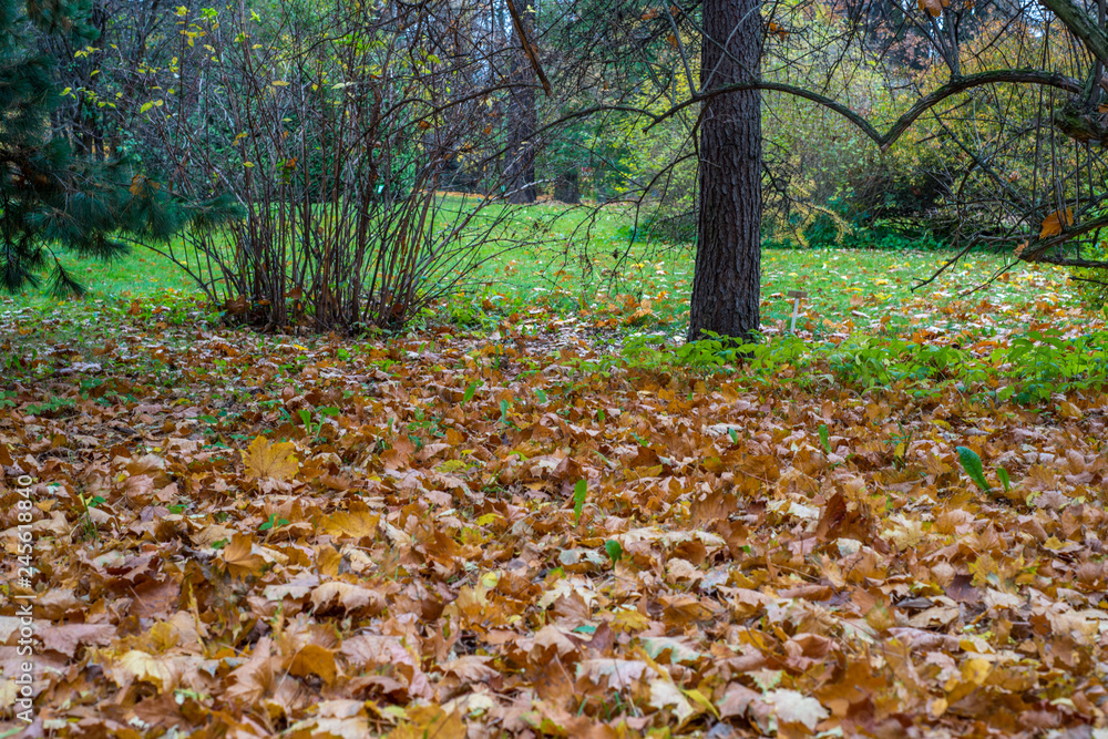 autumn landscape in the Park of St. Petersburg