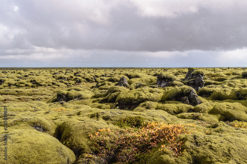 A sea made of grass and rocks in Iceland