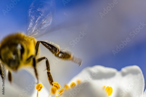 Bee Bumblebee Hornet Wasp Sirfide Hoverfly Flower of Almond Tree photo