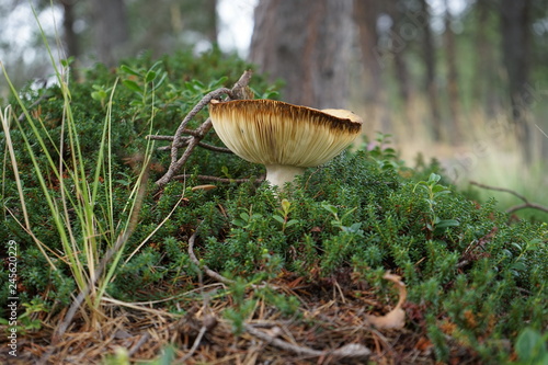 Yellow edible mushroom growing in the grass, view from the side, Lapland Finland 