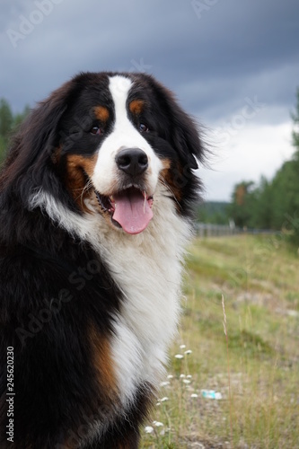 A portrait of a Bernese Mountain Dog sitting on the grass, dark clouds 
