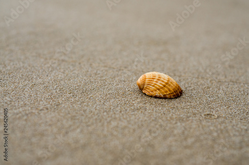 Detail of a shell on the sand of the beach on a sunny day