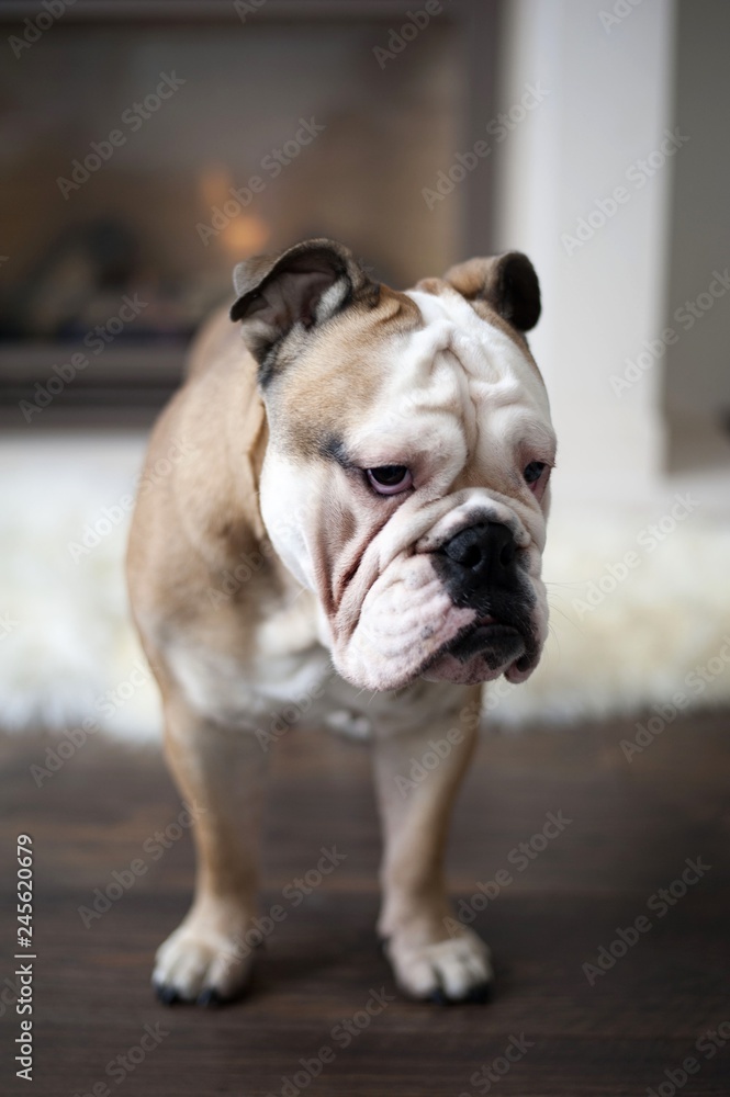 English Bulldog (1 years old) English Bulldog (1 years old)