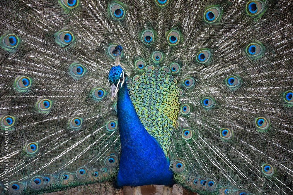 Obraz premium pavo real