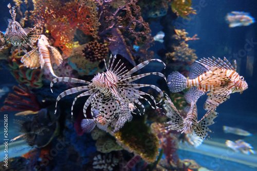 Exotic Lionfish swim in an aquarium