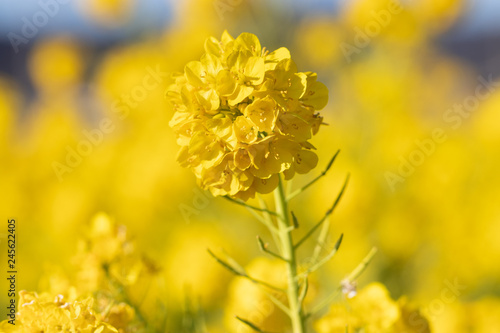 Rapeseed field of Kamogawa-city  Chiba Prefecture  Kamogawa Nanabatake Road   Japan