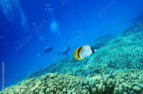 underwater world, fish floats, on a background divers